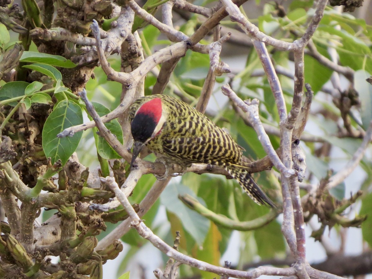 Green-barred Woodpecker - ML642723462