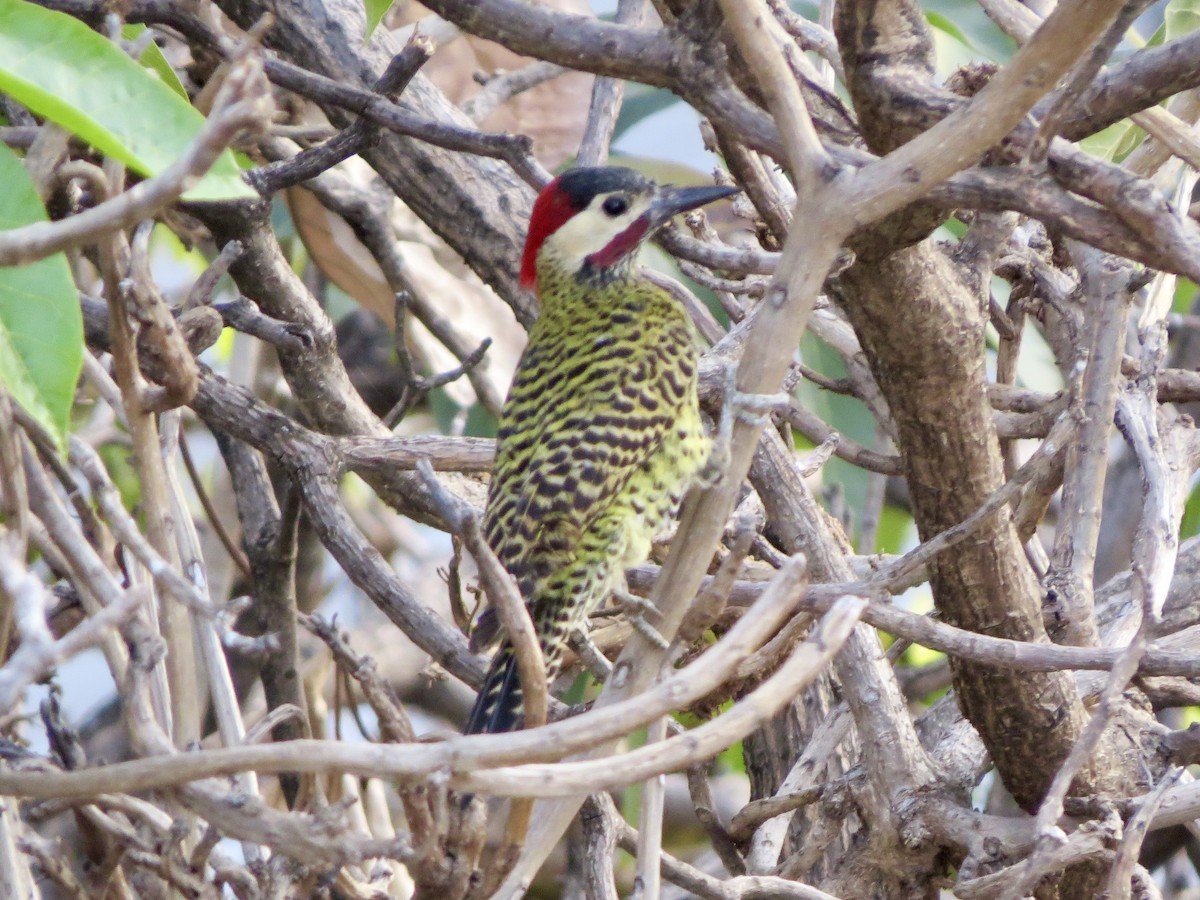 Green-barred Woodpecker - ML642723463