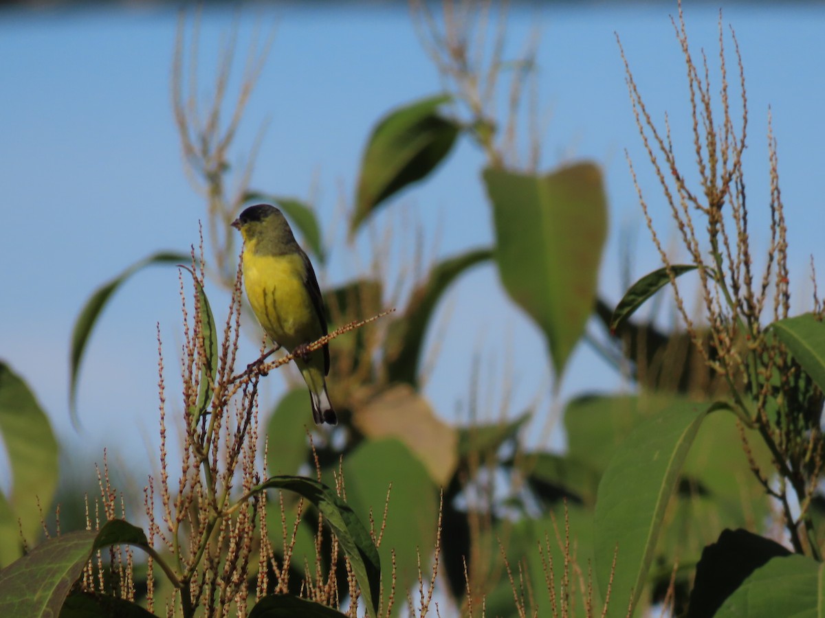 Lesser Goldfinch - ML642723464