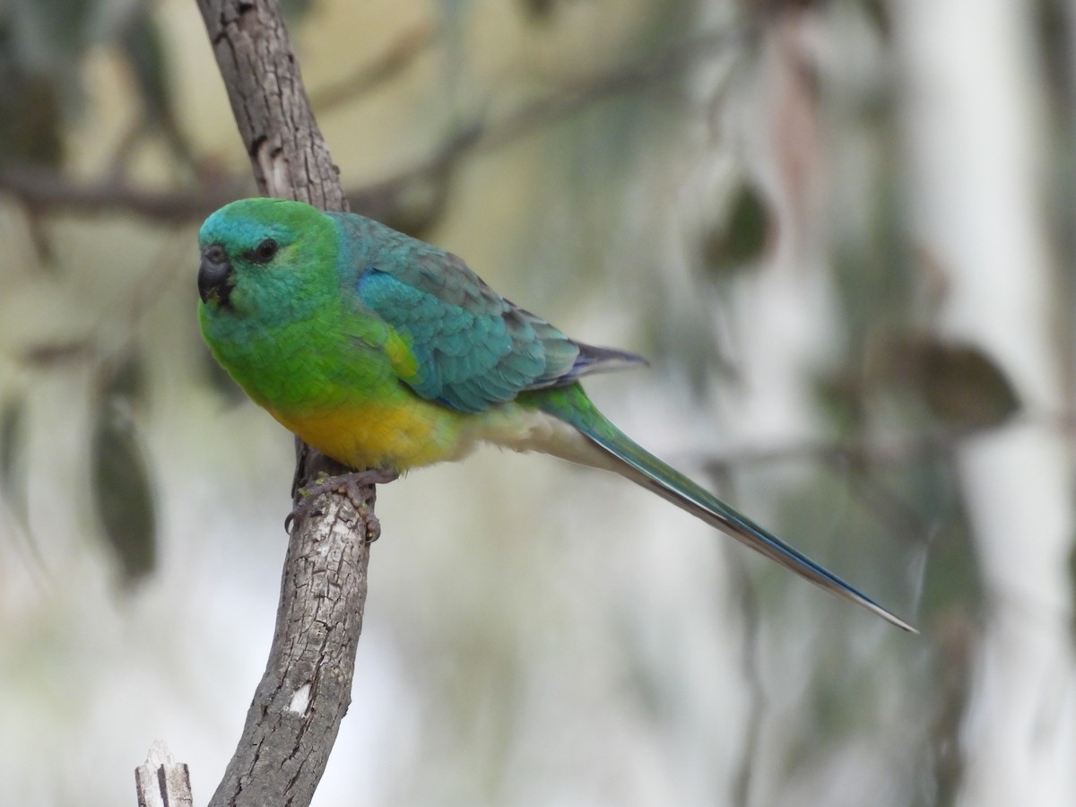 Red-rumped Parrot - ML642723466
