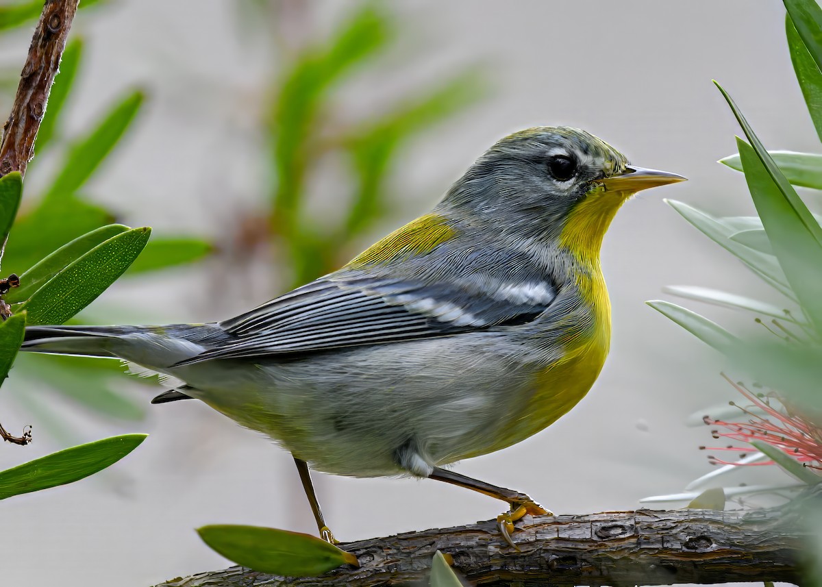 Northern Parula - ML642723467