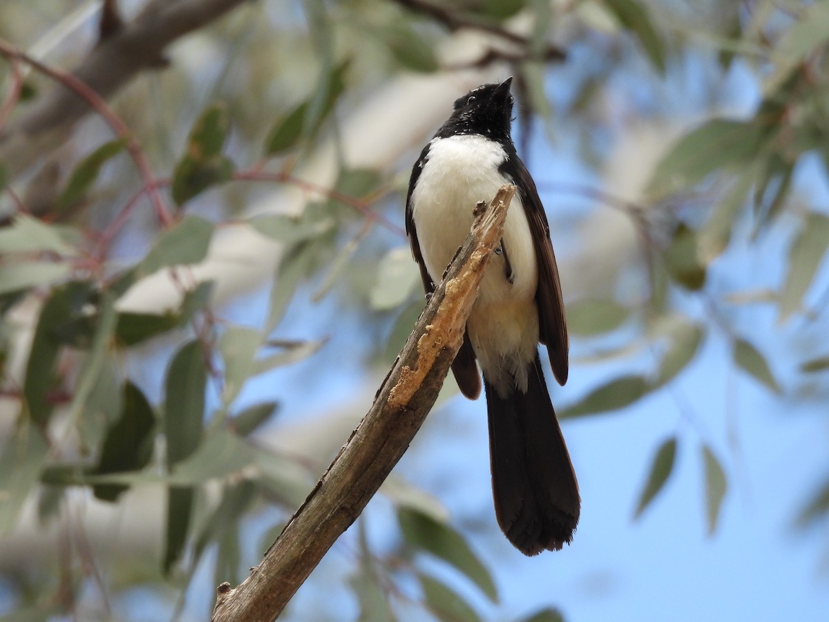 Willie-wagtail - ML642723469