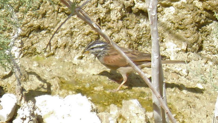 Striolated Bunting - ML642723471