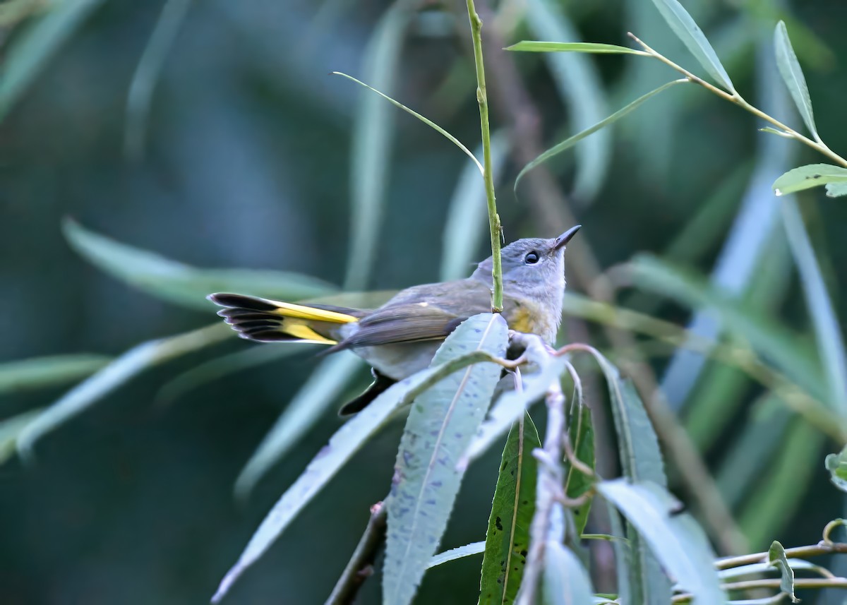 American Redstart - ML642723476
