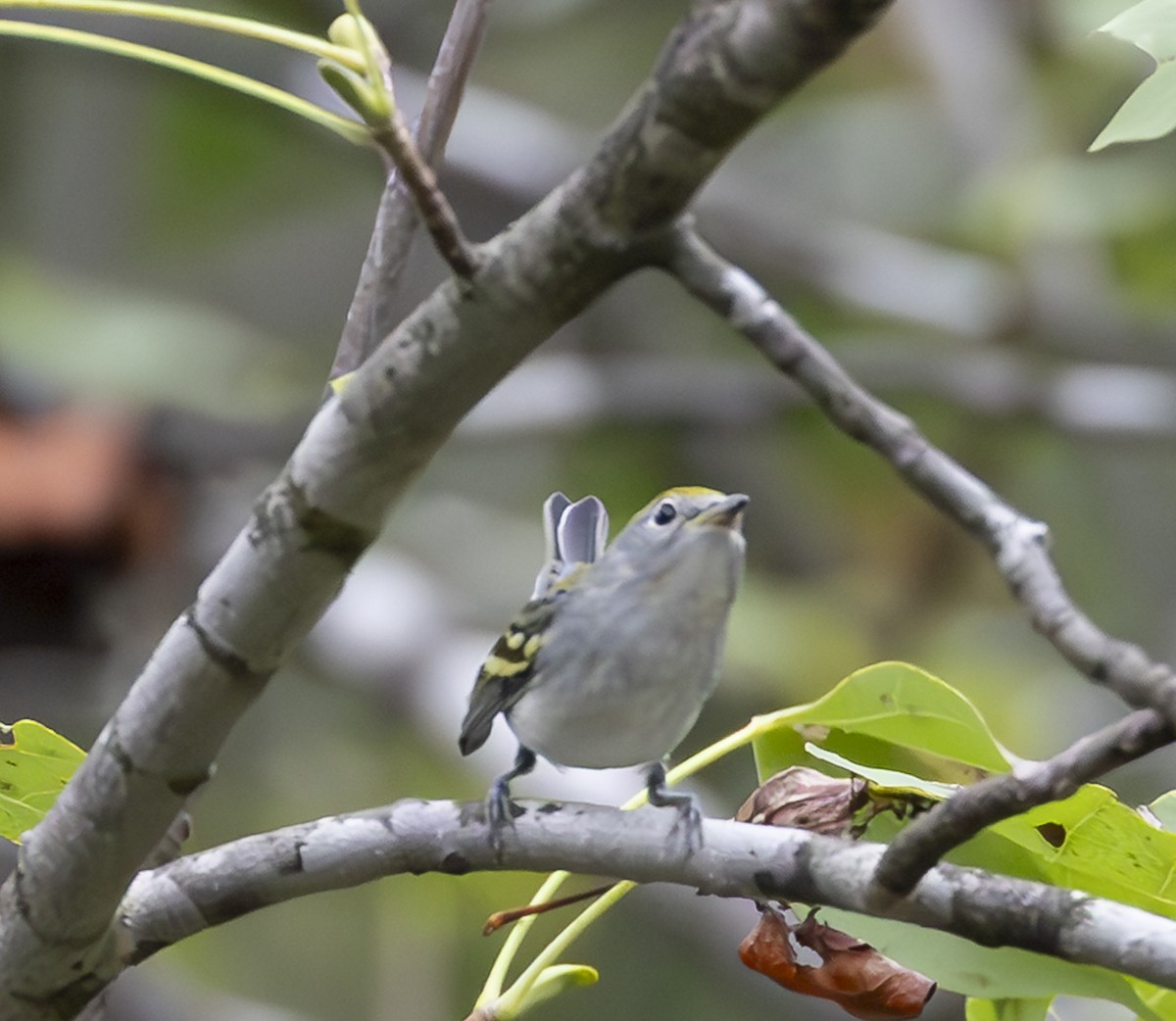 Chestnut-sided Warbler - ML642723480