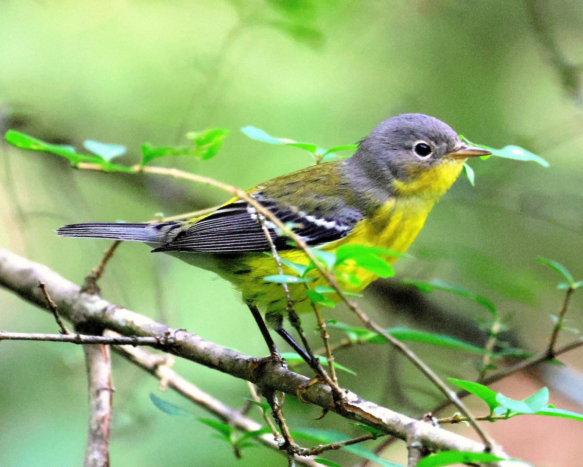 Magnolia Warbler - ML642723482