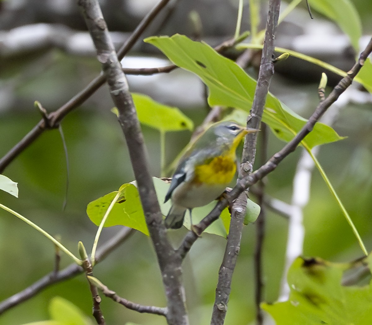 Northern Parula - ML642723490