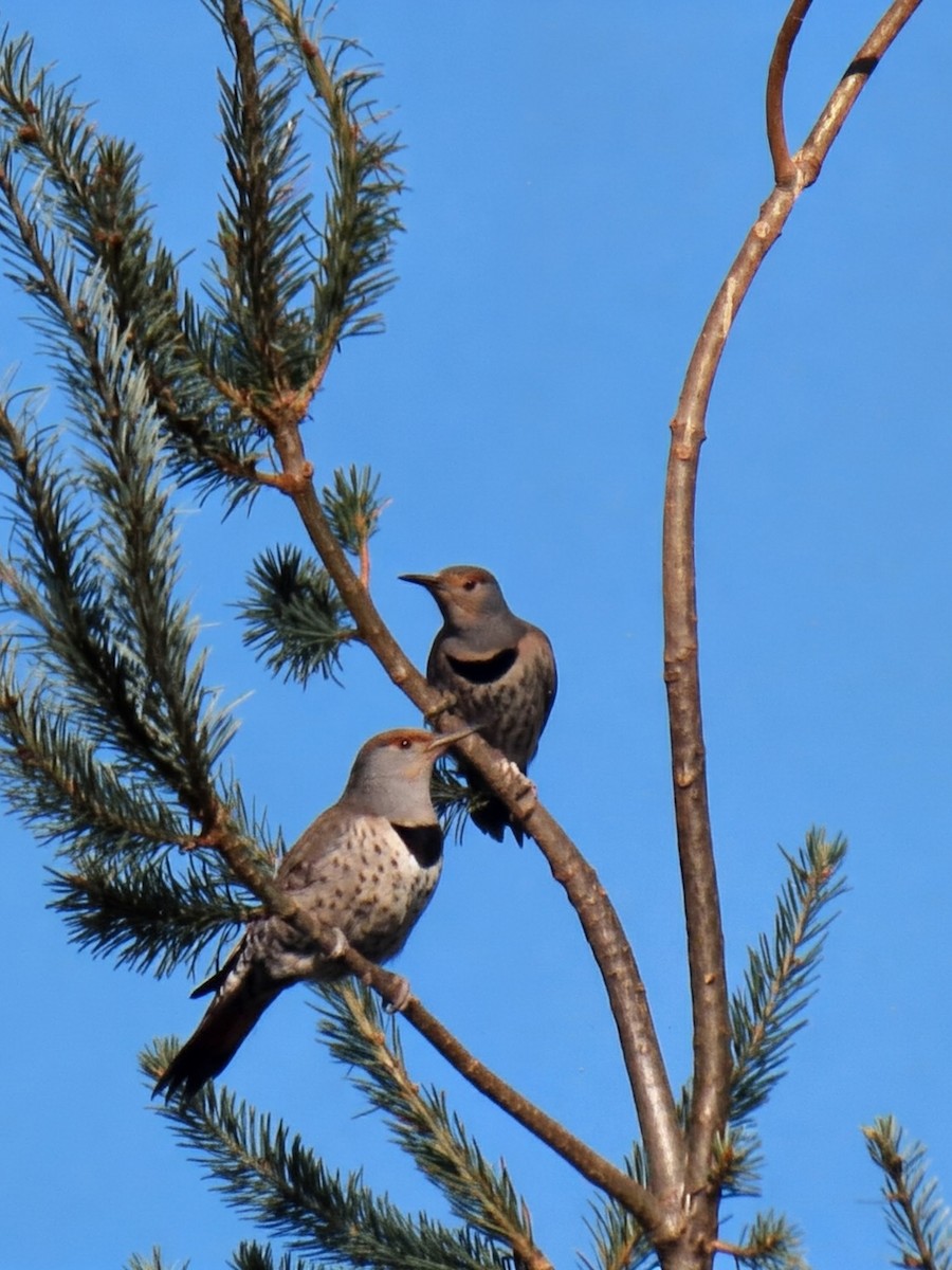 Northern Flicker (Yellow-shafted x Red-shafted) - ML642723501