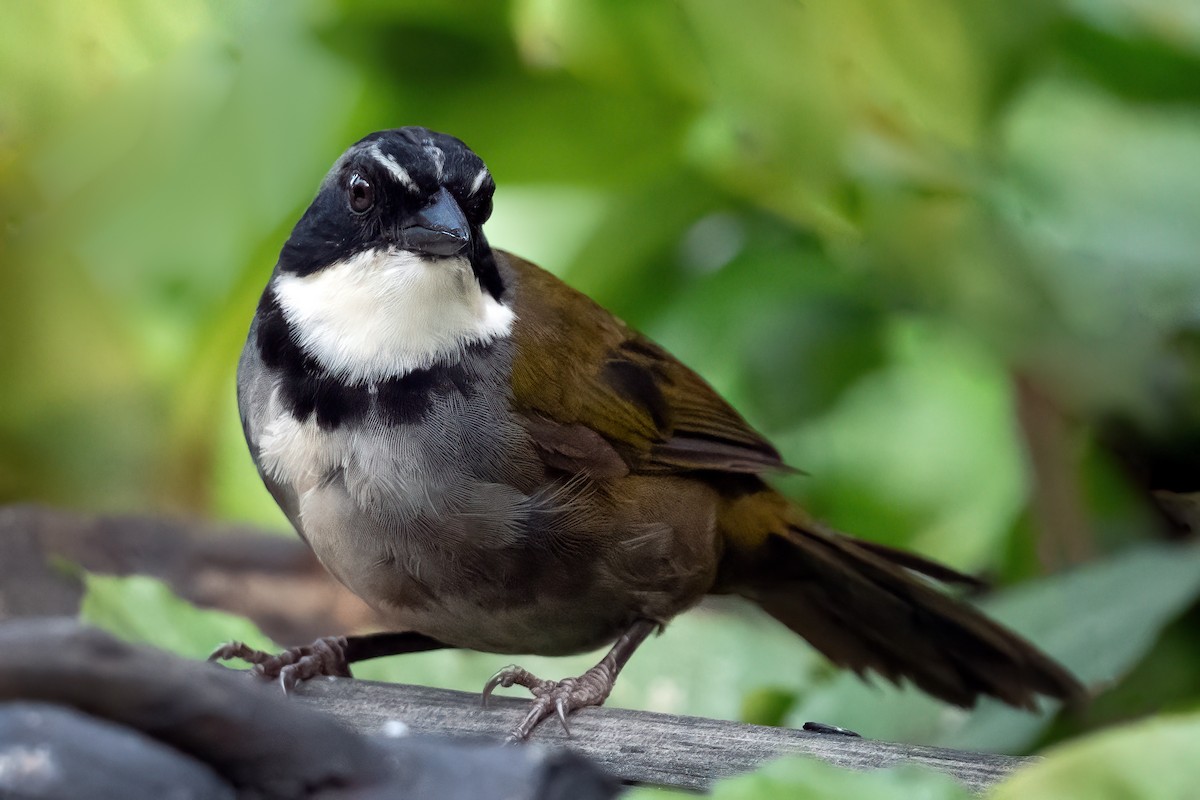 Sierra Nevada Brushfinch - ML642723504