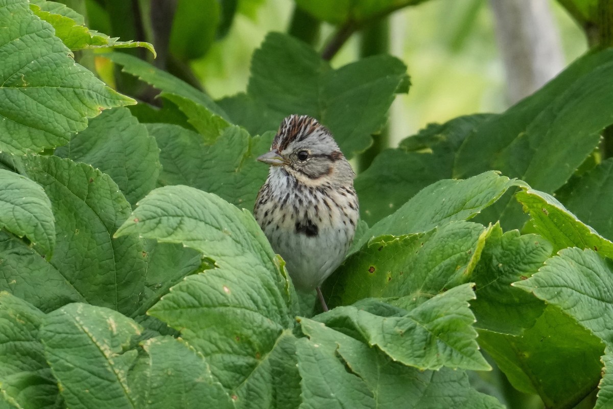 Lincoln Serçesi - ML642723508