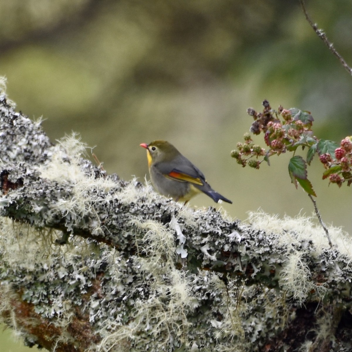 Red-billed Leiothrix - ML642723516
