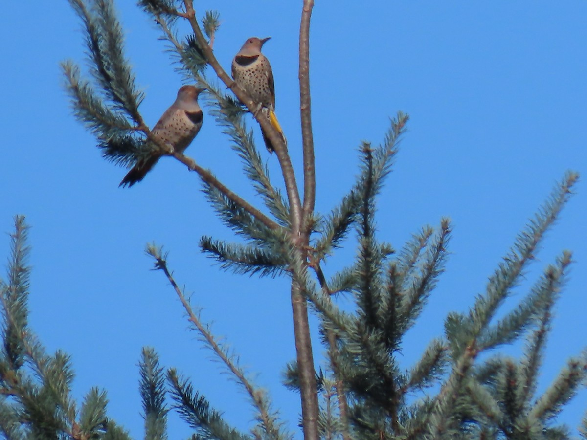 Northern Flicker (Yellow-shafted x Red-shafted) - ML642723519