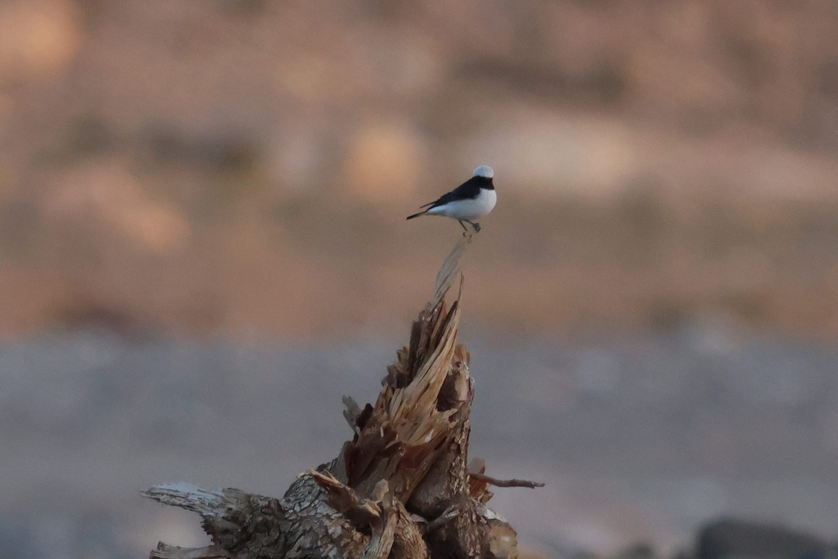 Mourning Wheatear (Maghreb) - ML642723527