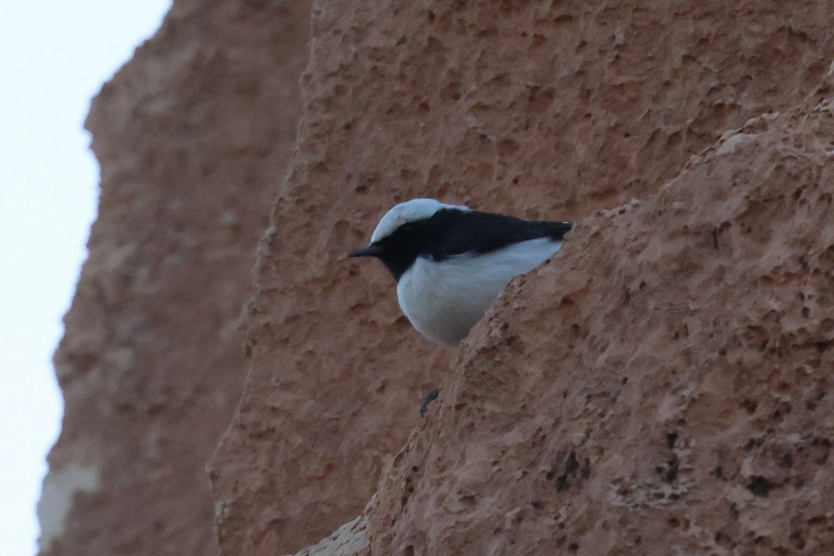 Mourning Wheatear (Maghreb) - ML642723530