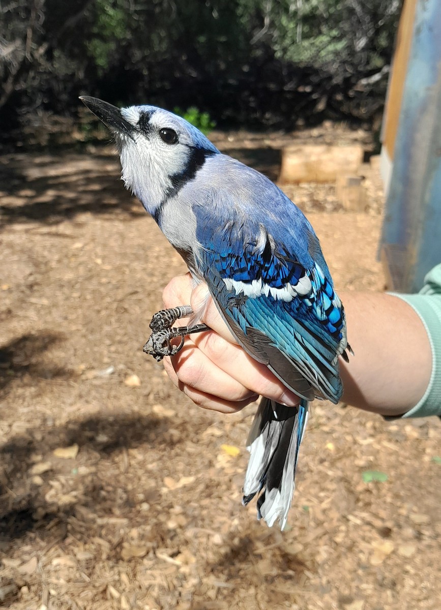 Голубая сойка - ML642723536