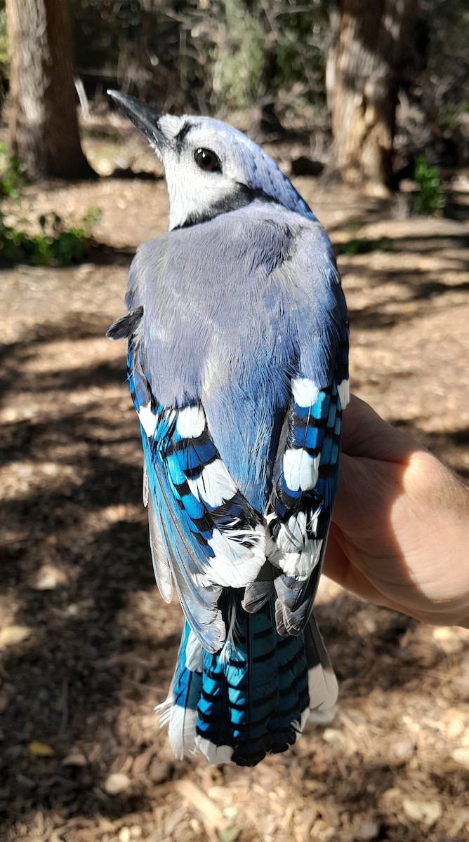 Голубая сойка - ML642723537