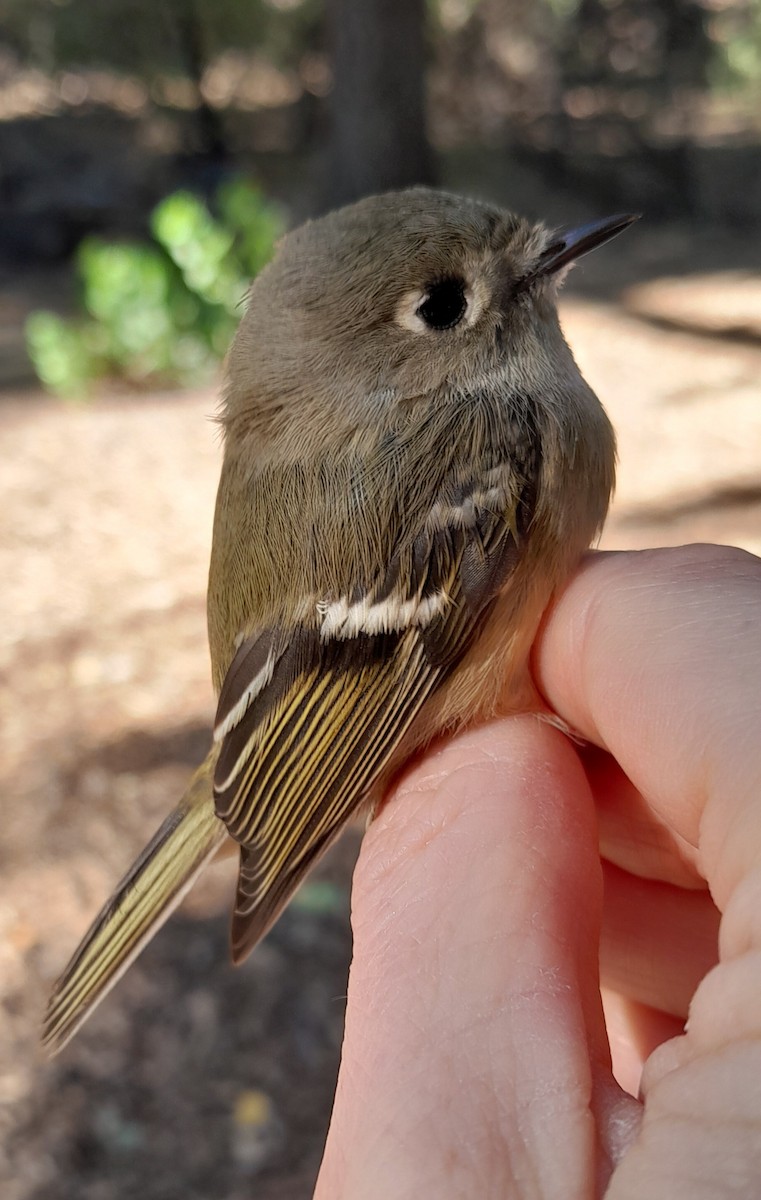 Рубиноголовый королёк - ML642723551