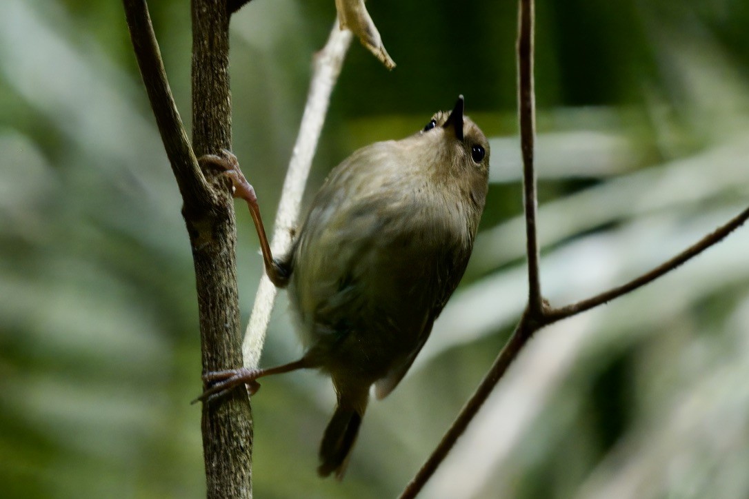 Atherton Scrubwren - ML642723566