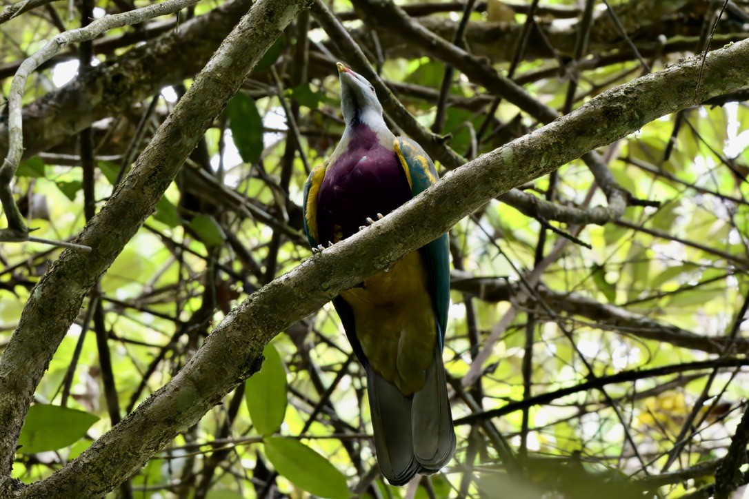 Wompoo Fruit-Dove - ML642723580