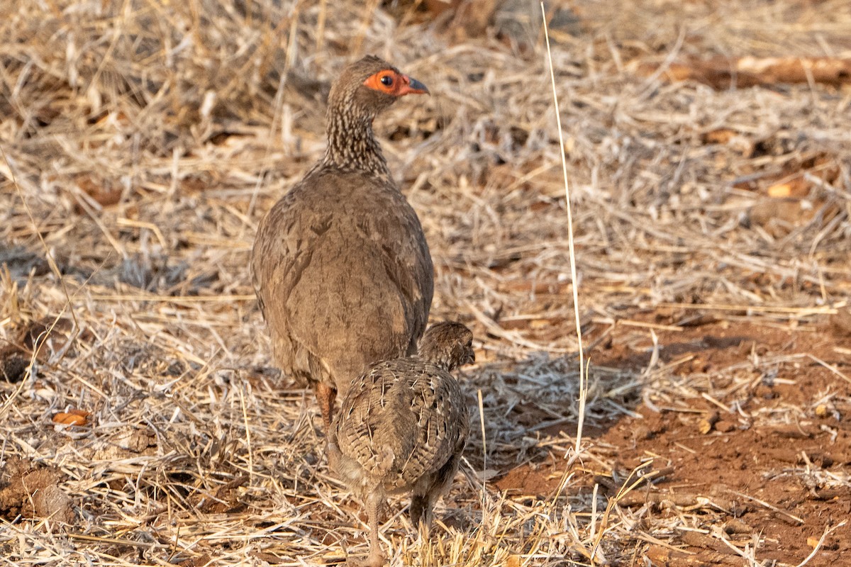 Swainson's Spurfowl - ML642723597