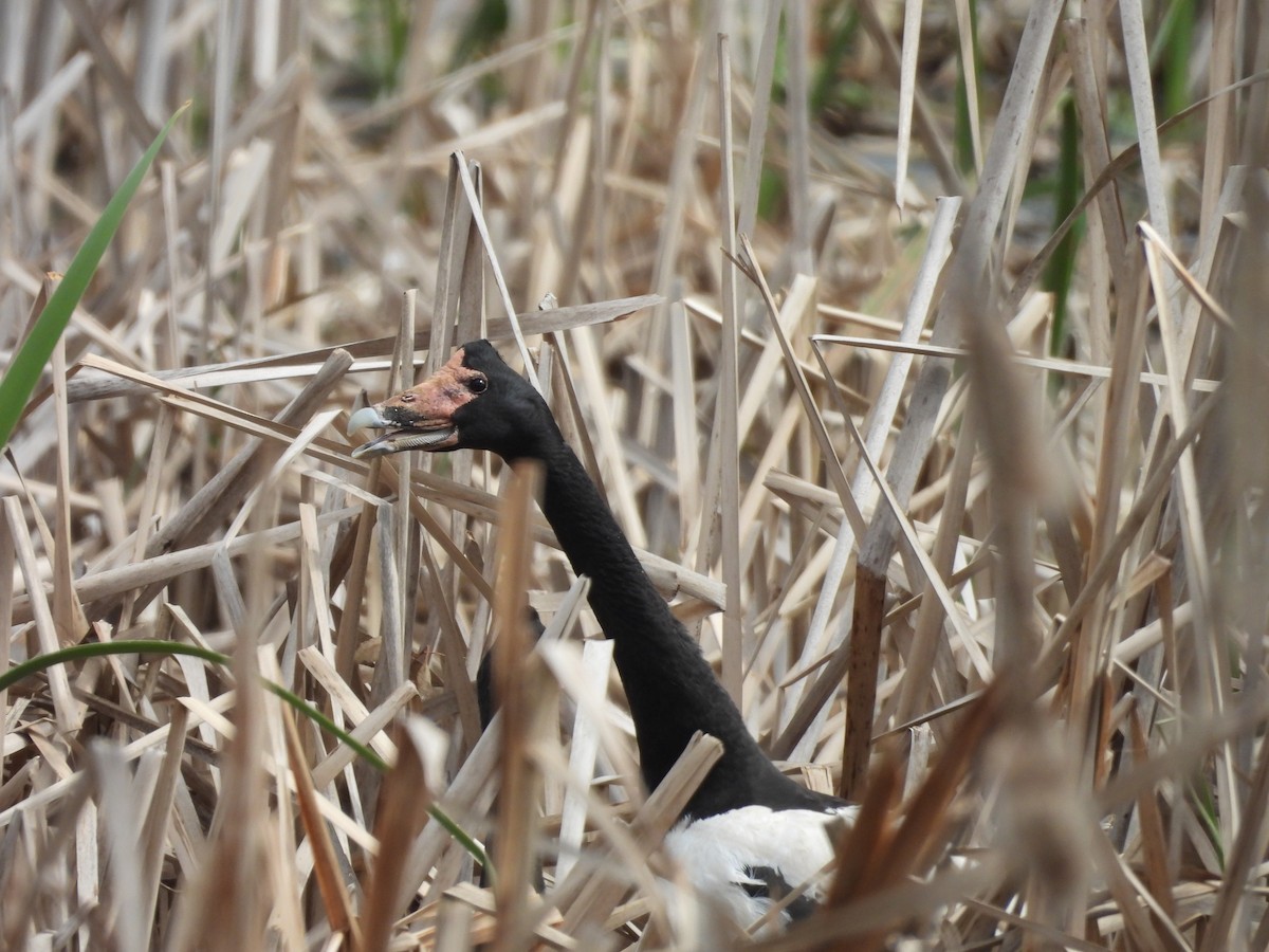 Magpie Goose - ML642723605