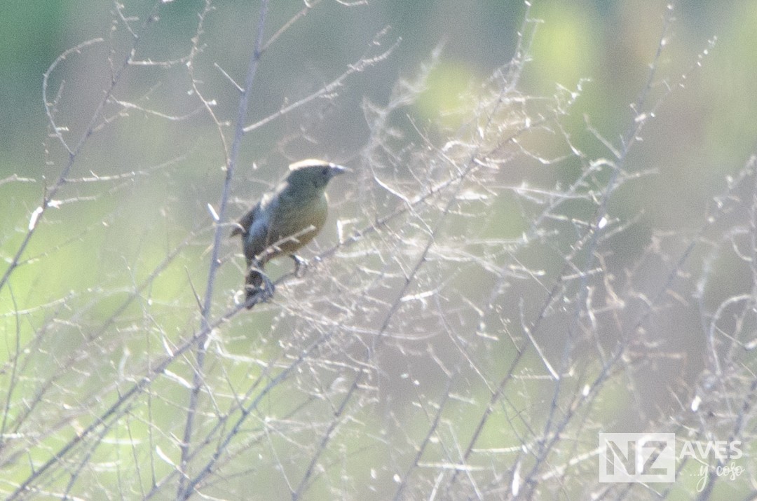 blackbird sp. - ML642723606