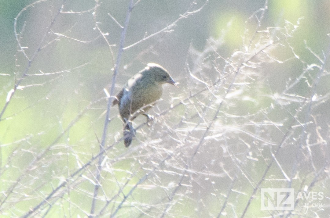 blackbird sp. - ML642723607