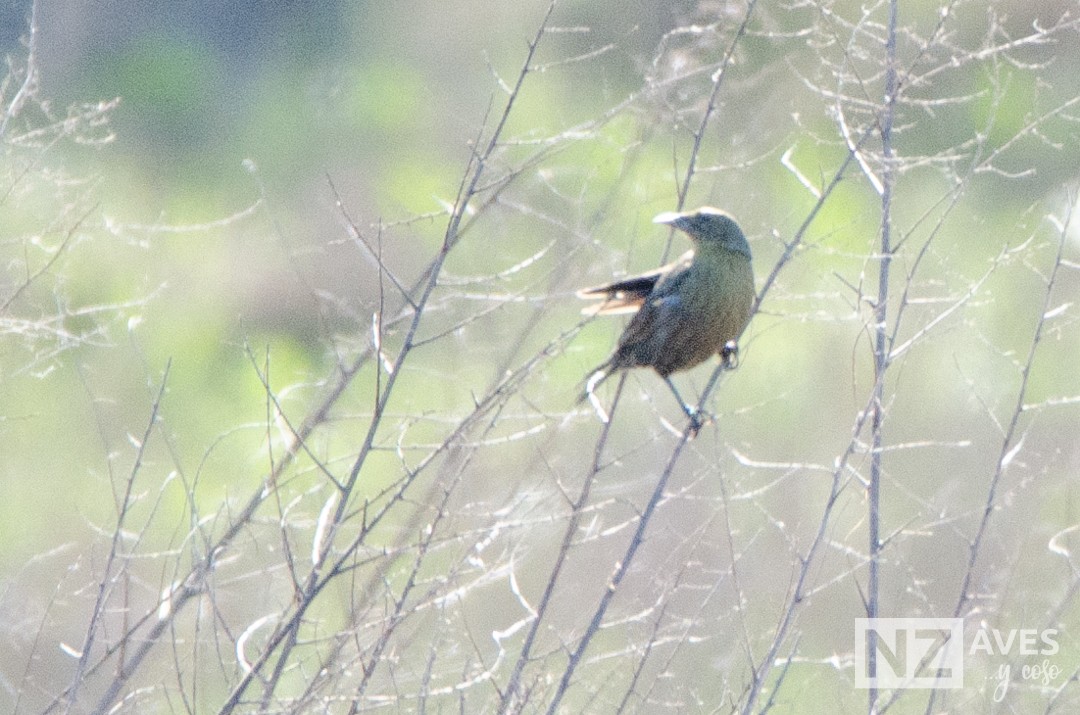 blackbird sp. - ML642723608