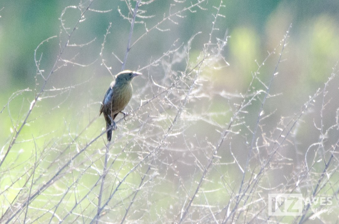blackbird sp. - ML642723609