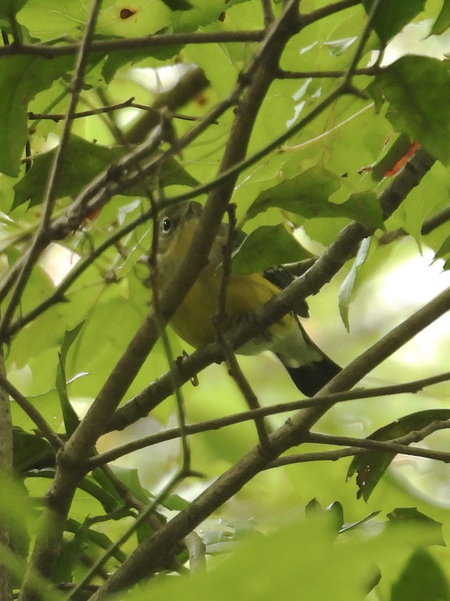 Magnolia Warbler - ML642723644