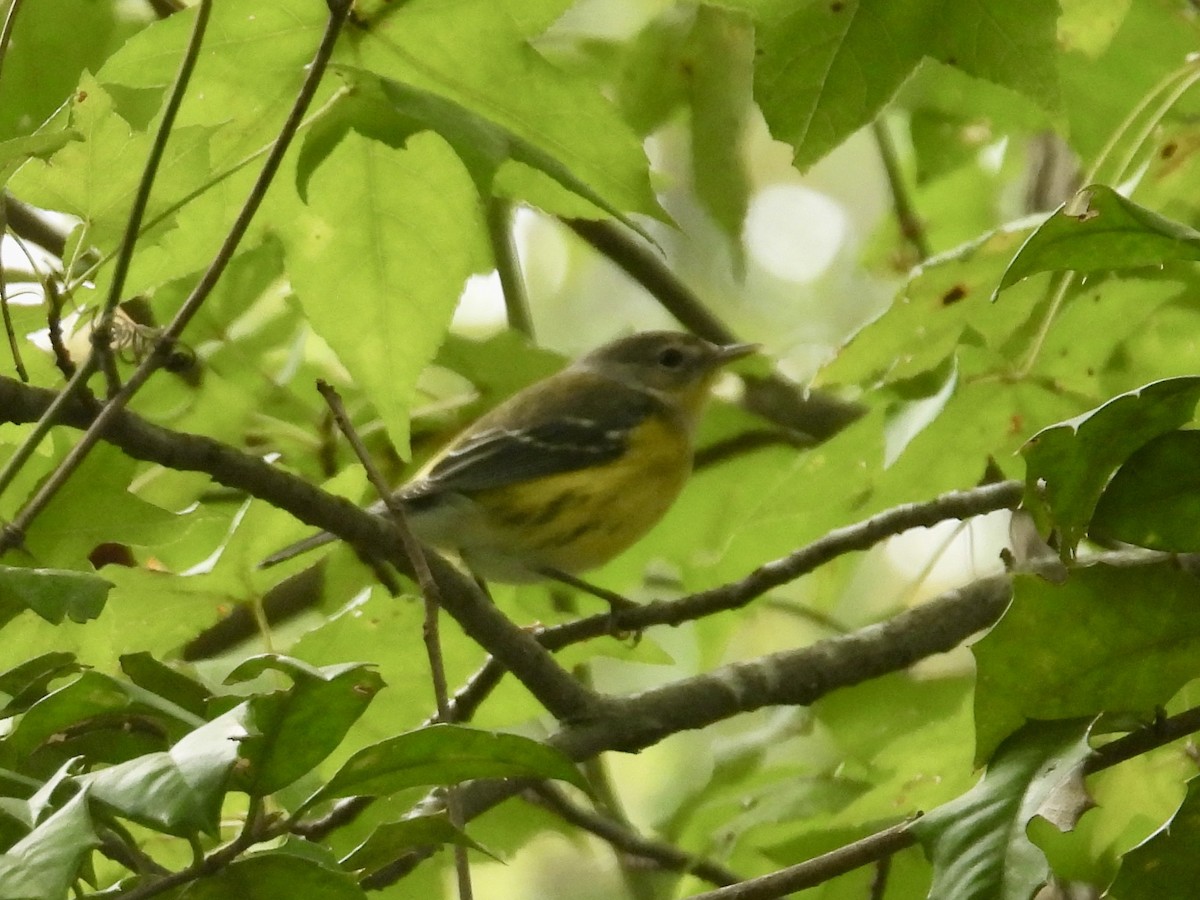 Magnolia Warbler - ML642723645