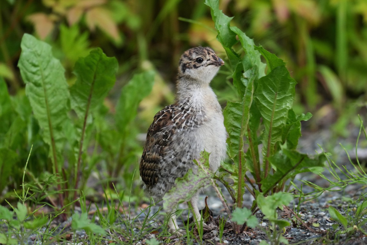 Sooty Grouse - ML642723646