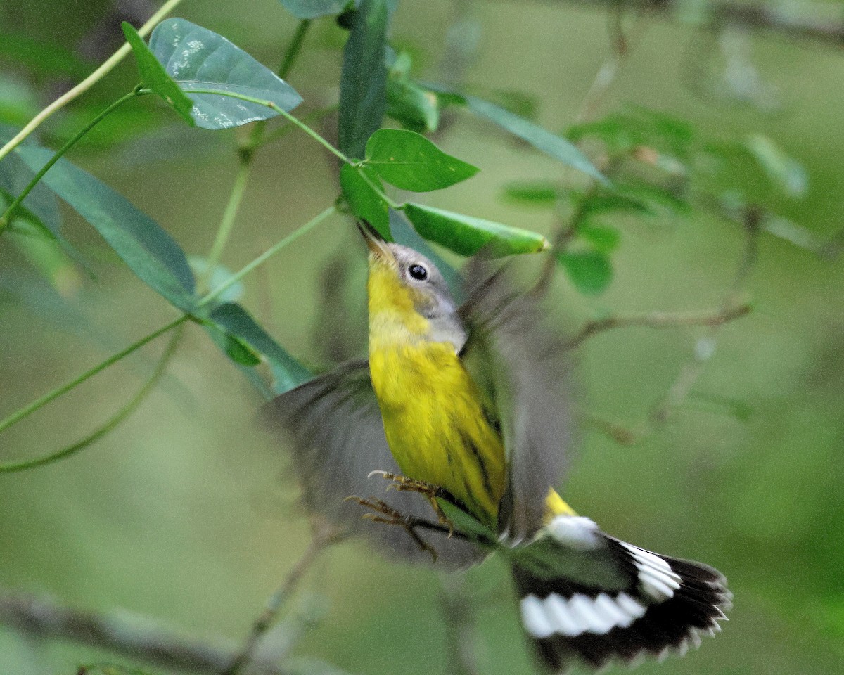 Magnolia Warbler - ML642723652