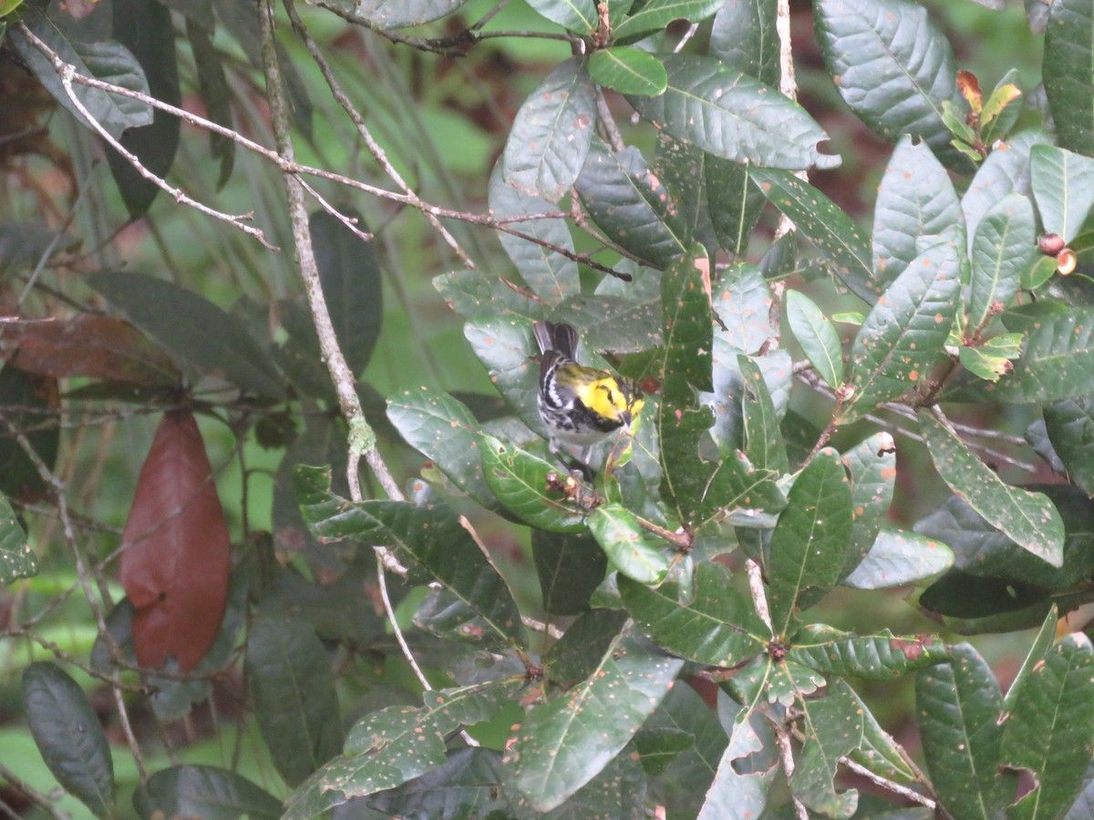 Golden-cheeked Warbler - ML642723655