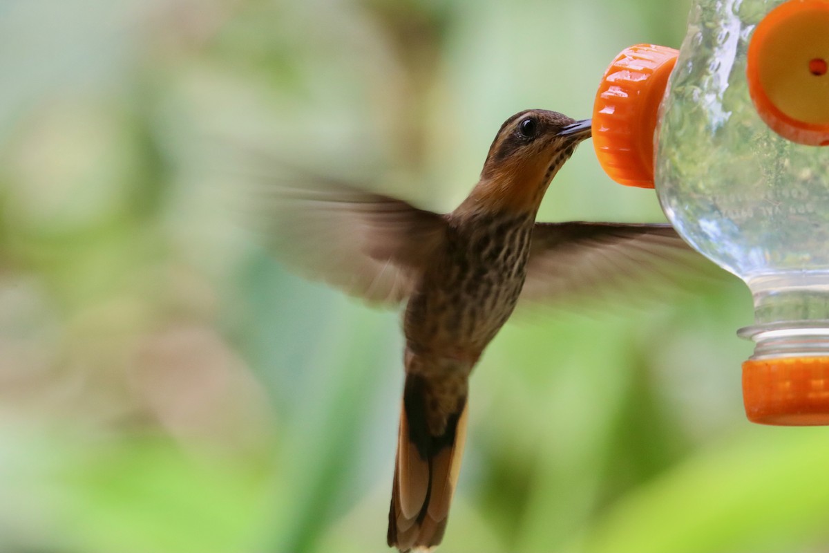 Saw-billed Hermit - ML642723675