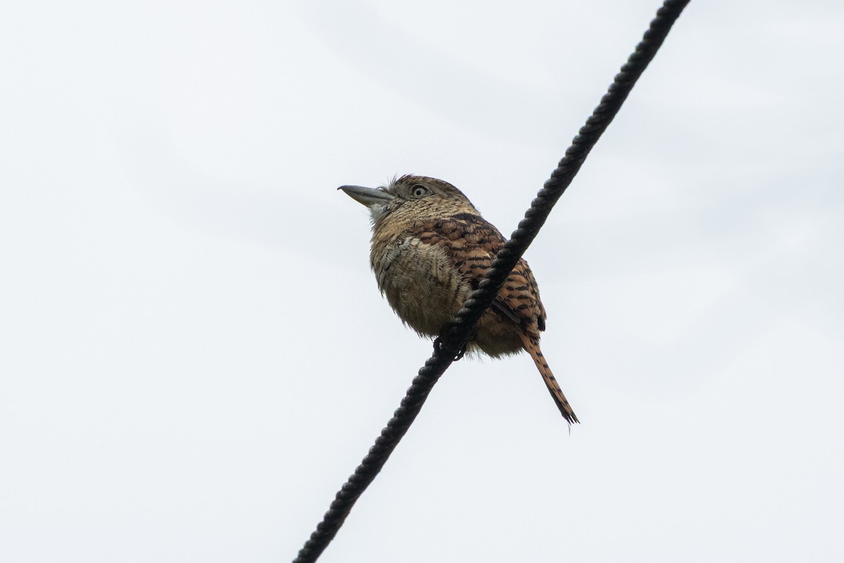 Barred Puffbird - ML642723716
