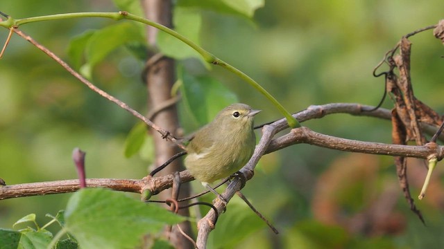 サメズアカアメリカムシクイ - ML642723717