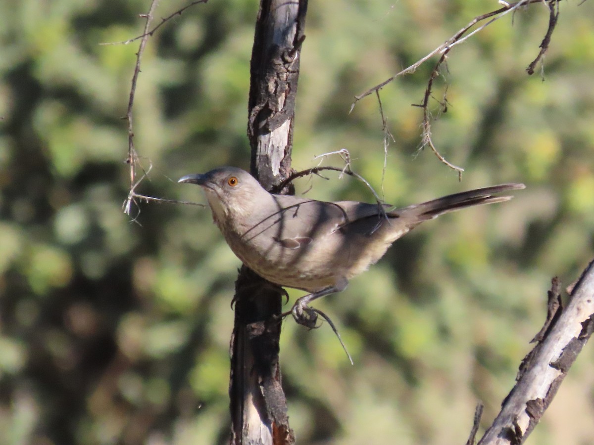Кривоклювый пересмешник - ML642723718