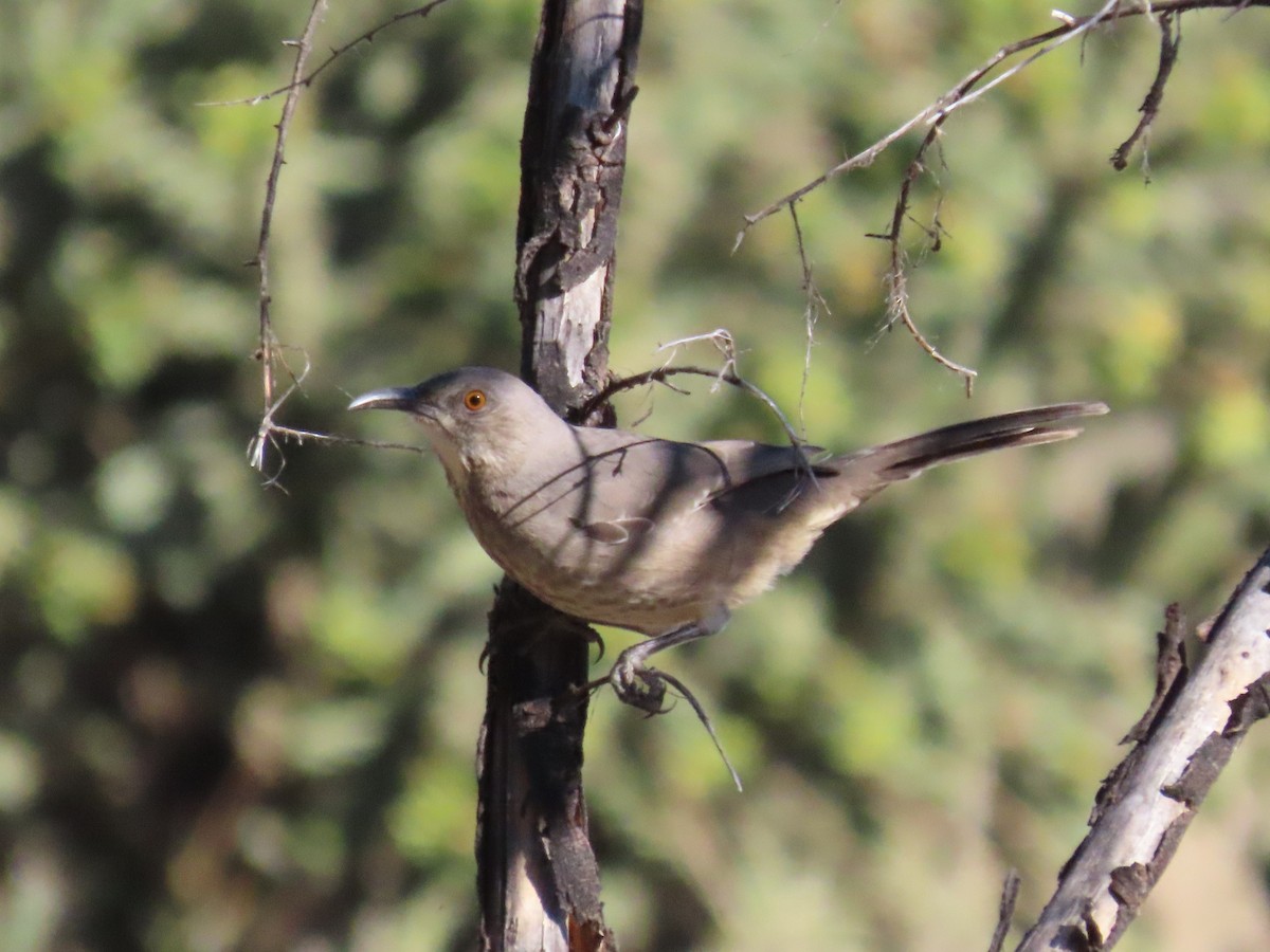 Кривоклювый пересмешник - ML642723720