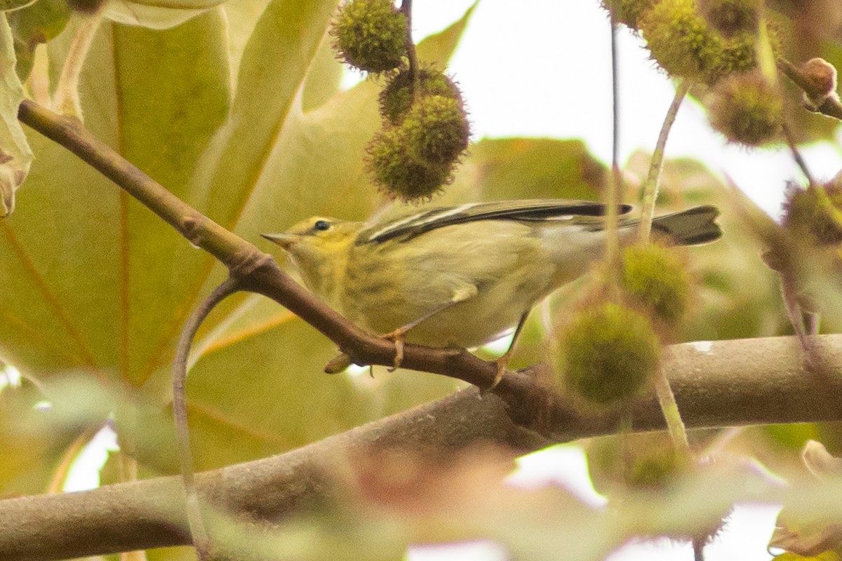 Blackpoll Warbler - ML642723739