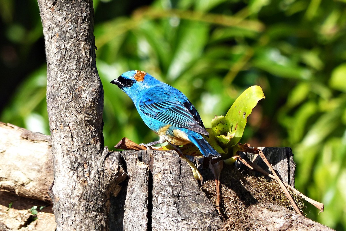 Golden-naped Tanager - ML642723748