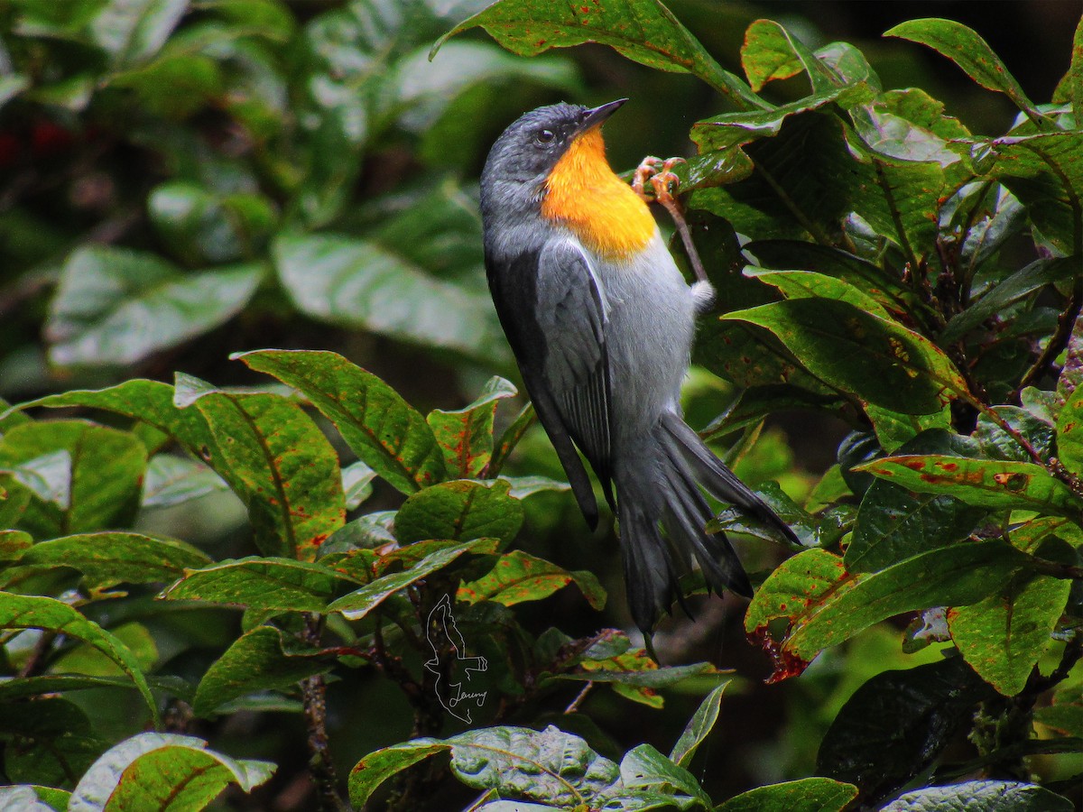 Flame-throated Warbler - ML642723750