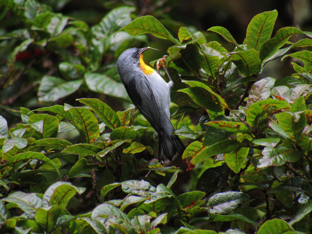 Flame-throated Warbler - ML642723751