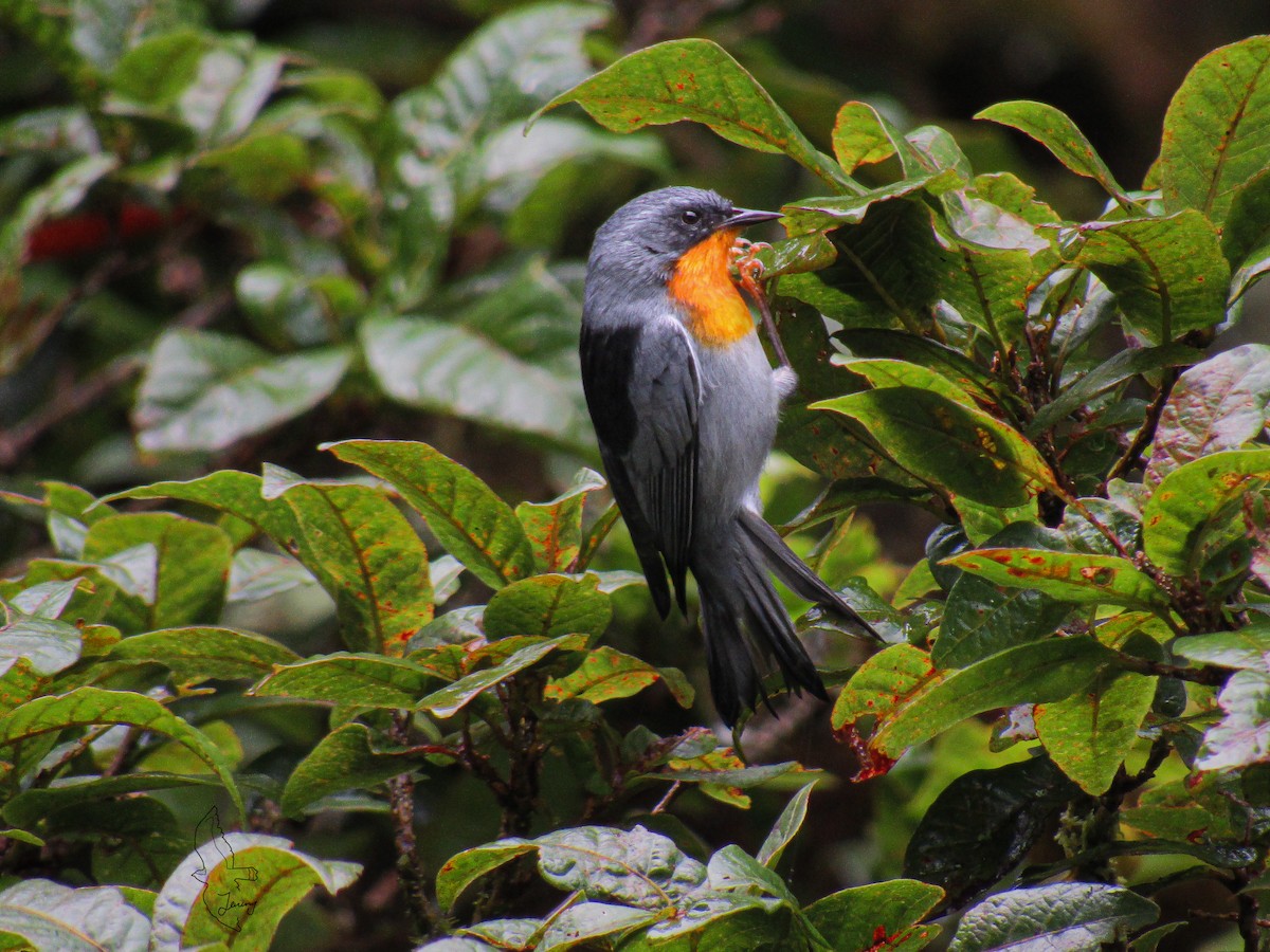 Flame-throated Warbler - ML642723752