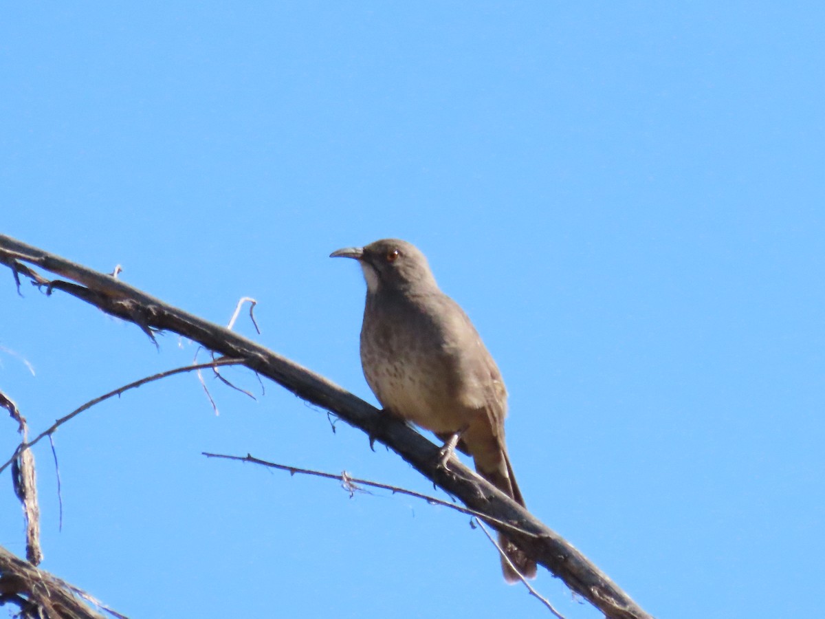 Кривоклювый пересмешник - ML642723753