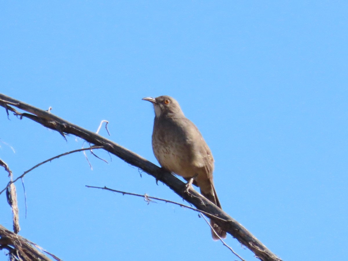 Кривоклювый пересмешник - ML642723754