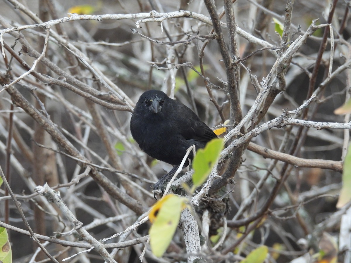 Common Cactus-Finch - ML642723770