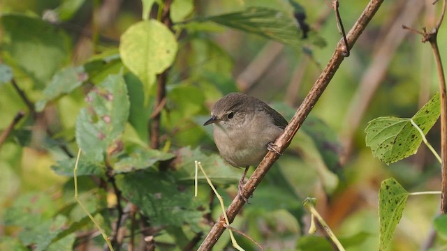 Northern House Wren - ML642723778