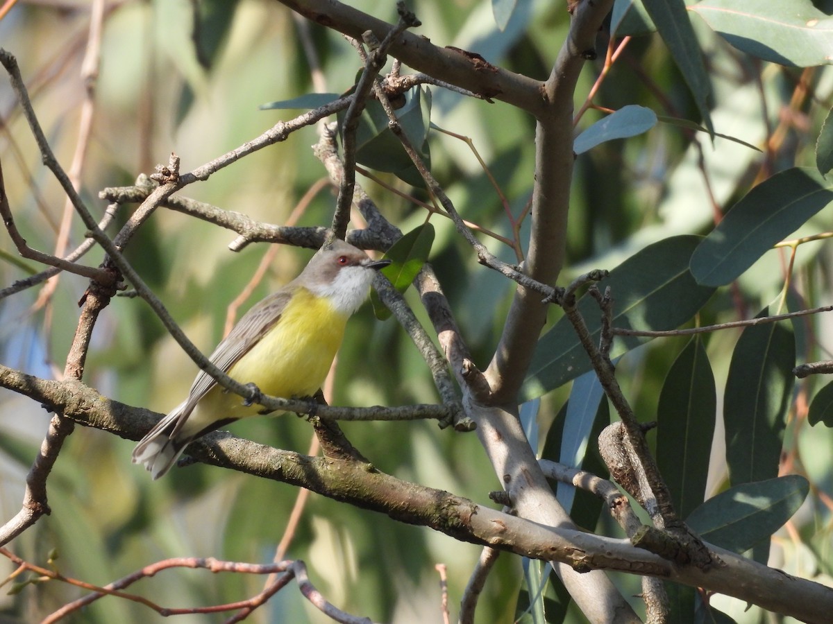 White-throated Gerygone - ML642723783