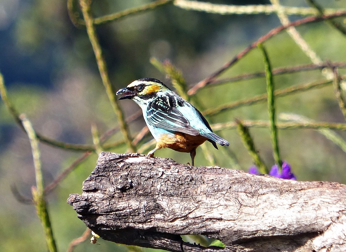 Golden-eared Tanager - ML642723796